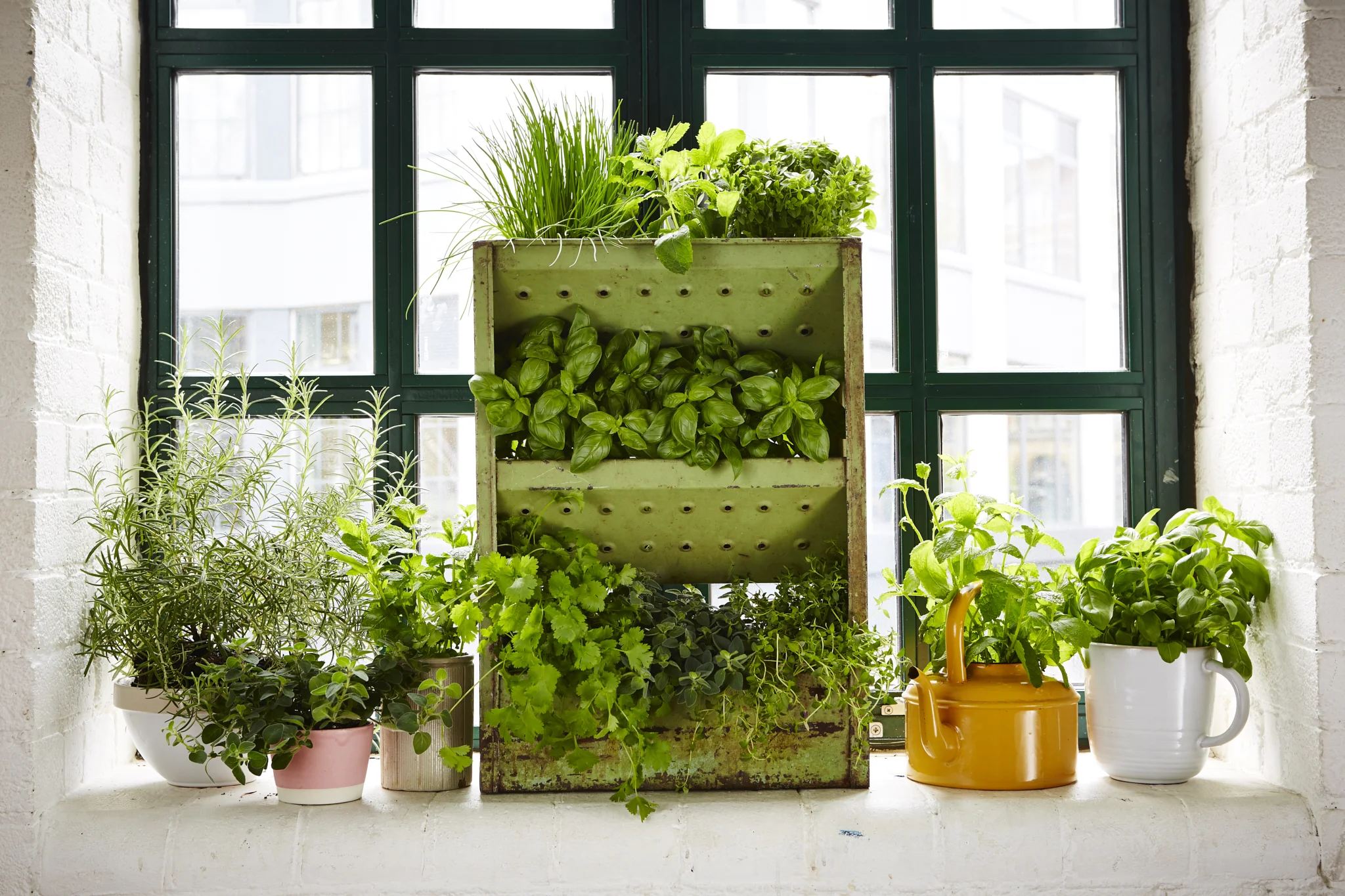 How_to_grow_herbs_1810.jpg