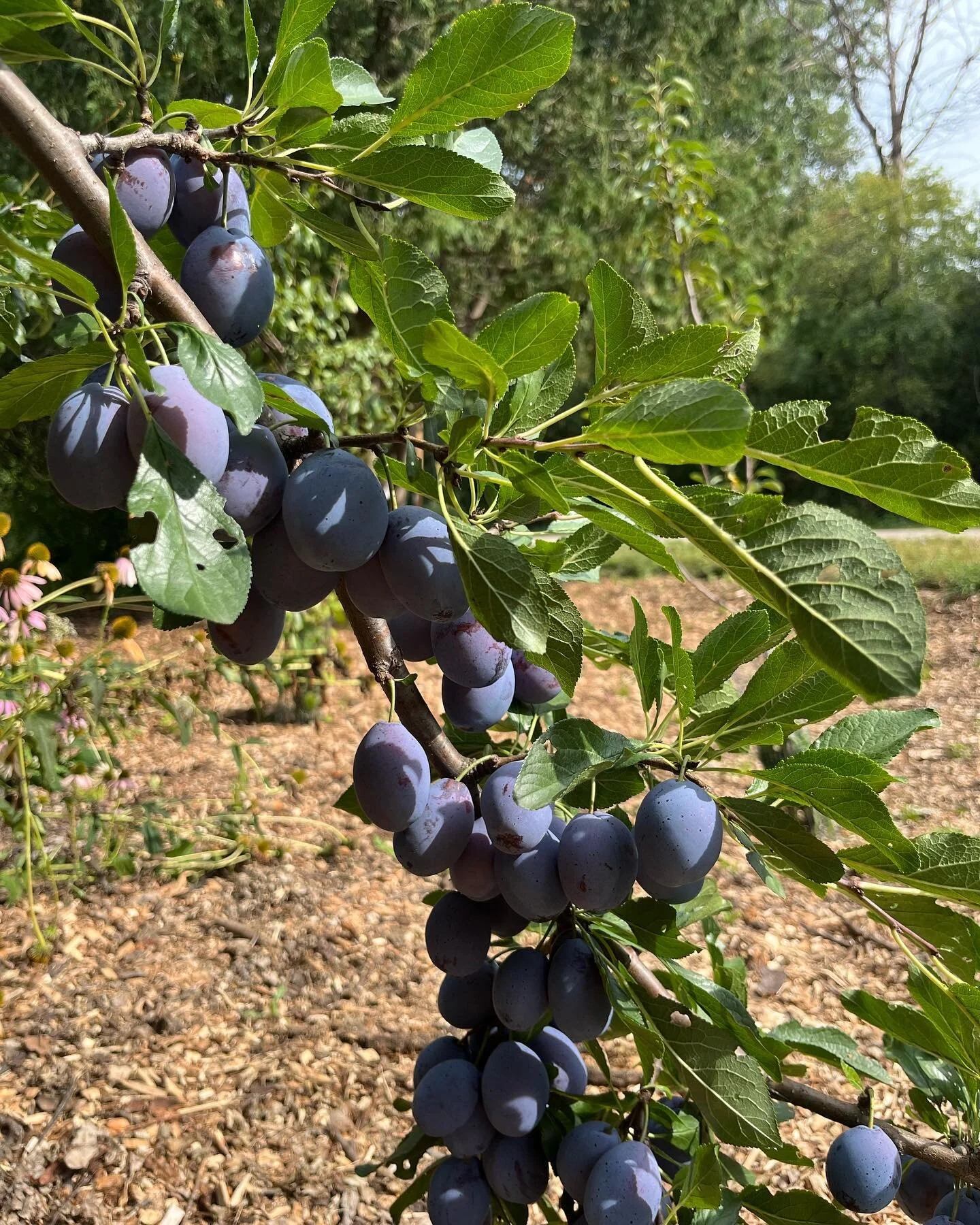 These beautiful plums traveled all of about 2 miles to get from tree to tart! You can find these plum/vanilla bean tarts in all the usual places. @vitruvianfarms @meatpeoplebutcher @pastureandplenty