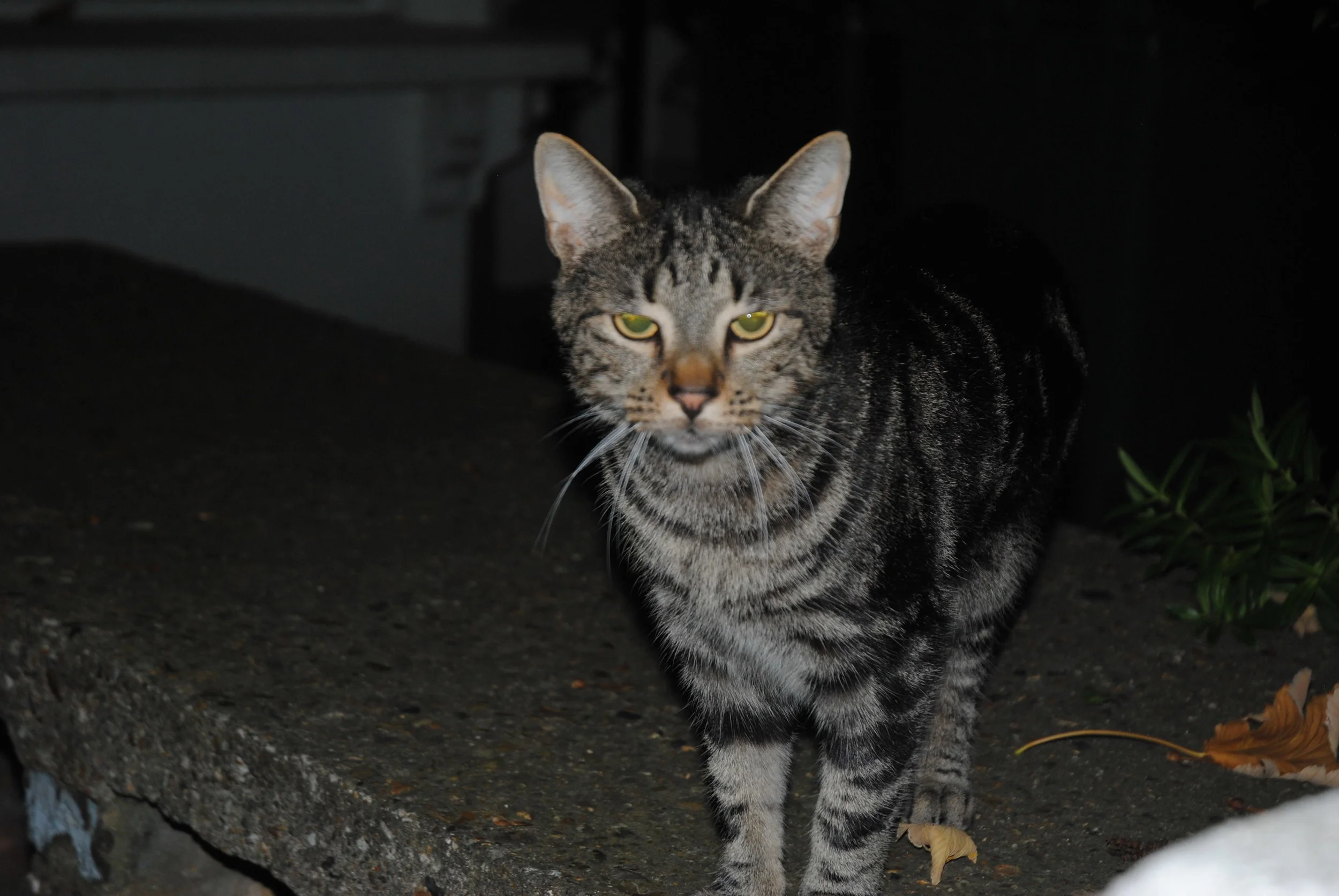 DSC_0050.JPG