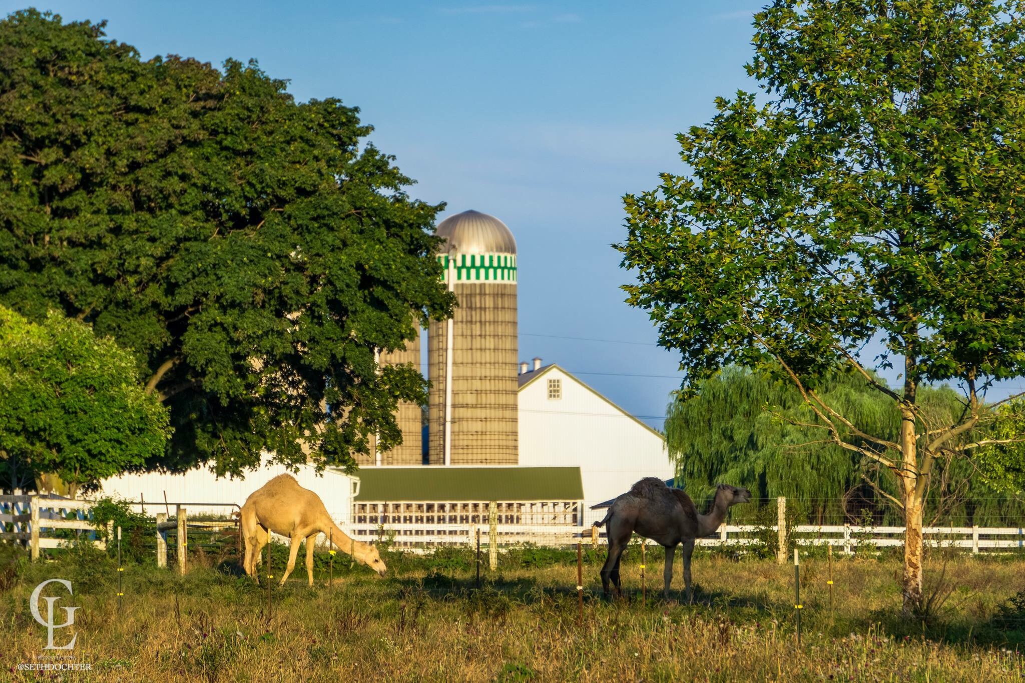 Milking Camals on a farm near New Holland, Pa. 
