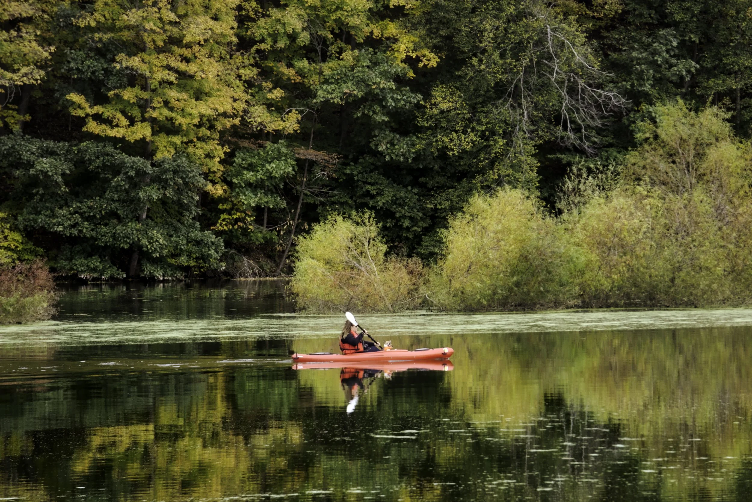 A kayaker with a furry friend taking in the view of the foliage at Speedwell Forge Lake. 