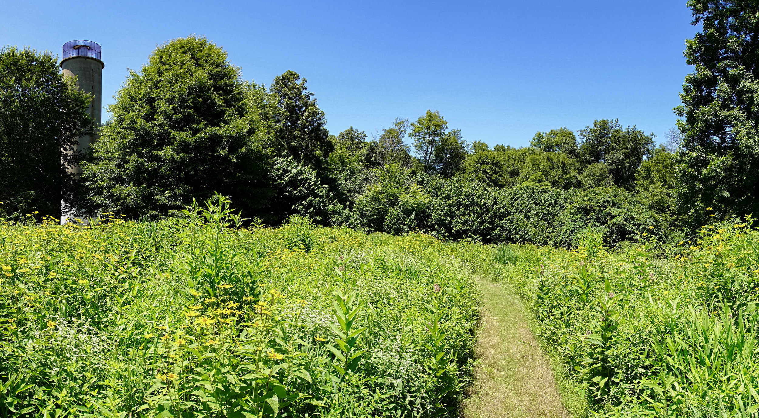 Panoramic view of the Observation Tower rising beyond the Trees at the edge of the wildflower fields.