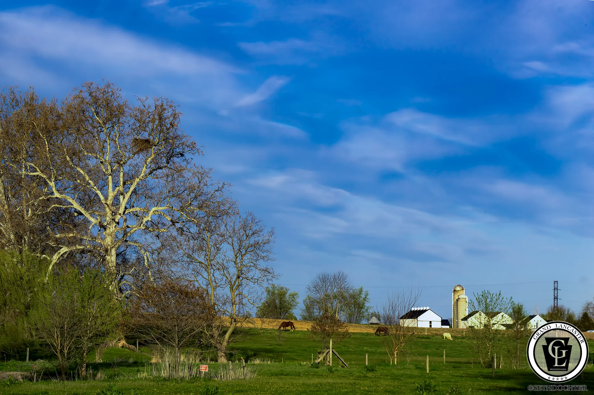 An Eagles nest in Amish Country near Bird in Hand, PA. One Eagle was in the nest at the time, while the other was in a nearby tree.