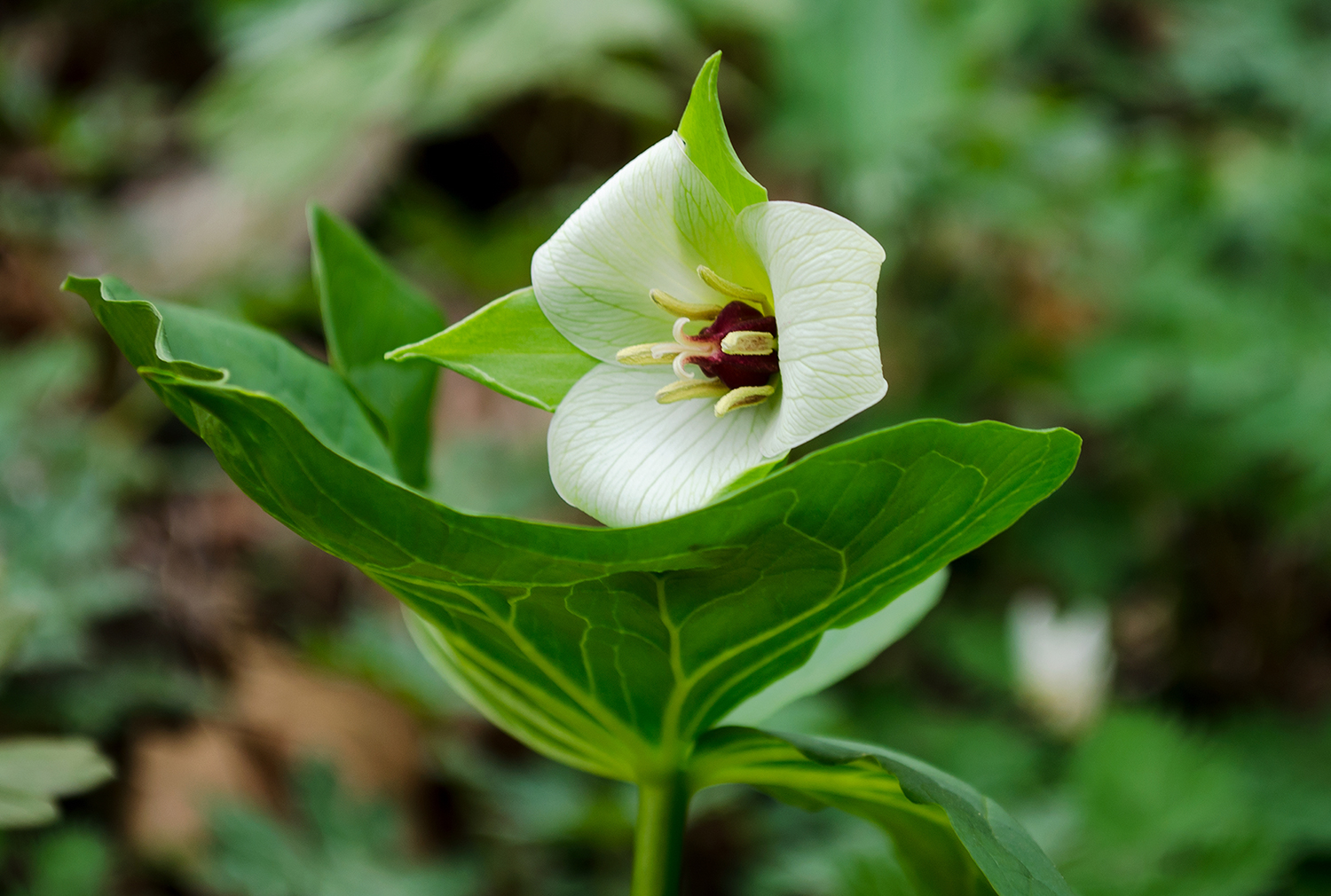 1183 - Shenks Ferry - Trillium Erectum.jpg