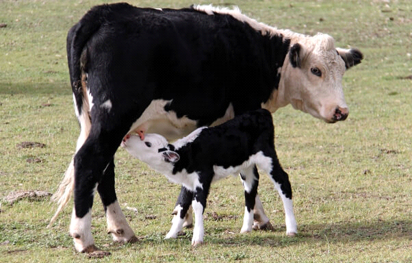 cows.png