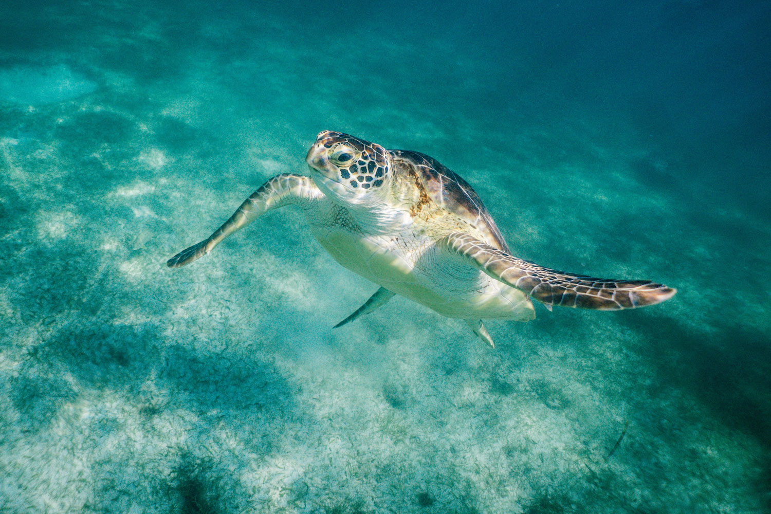 Sea Turtle Nesting Season in the Riviera Maya — Magazine by Maya Luxe