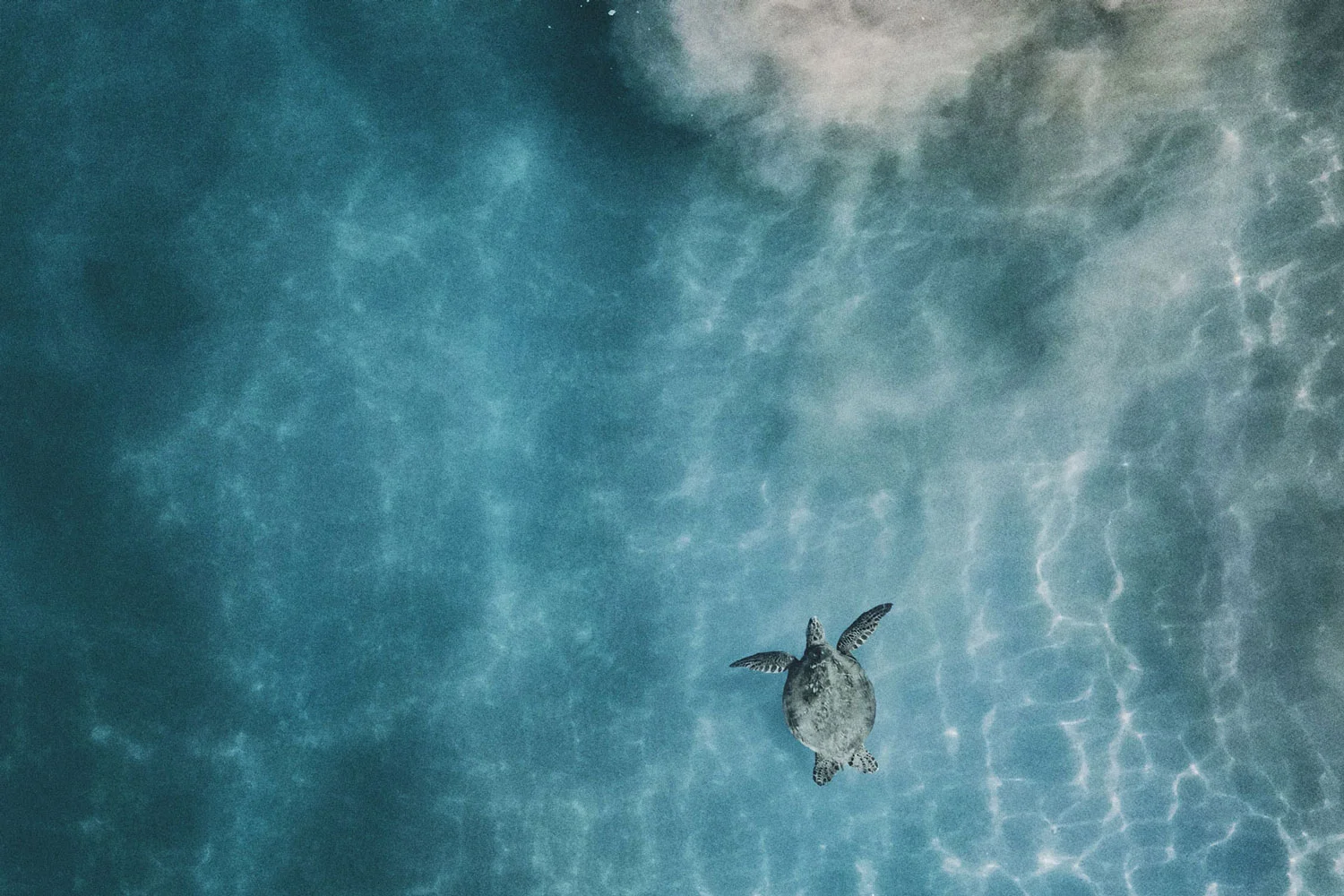 Maya_Luxe_Riviera_Maya_Luxury_Vacations_Mexico_Caribbean_Regions_Villas_Experiences_Sea_Turtles_What_to_Do_Akumal_Banner_(3x2).jpg