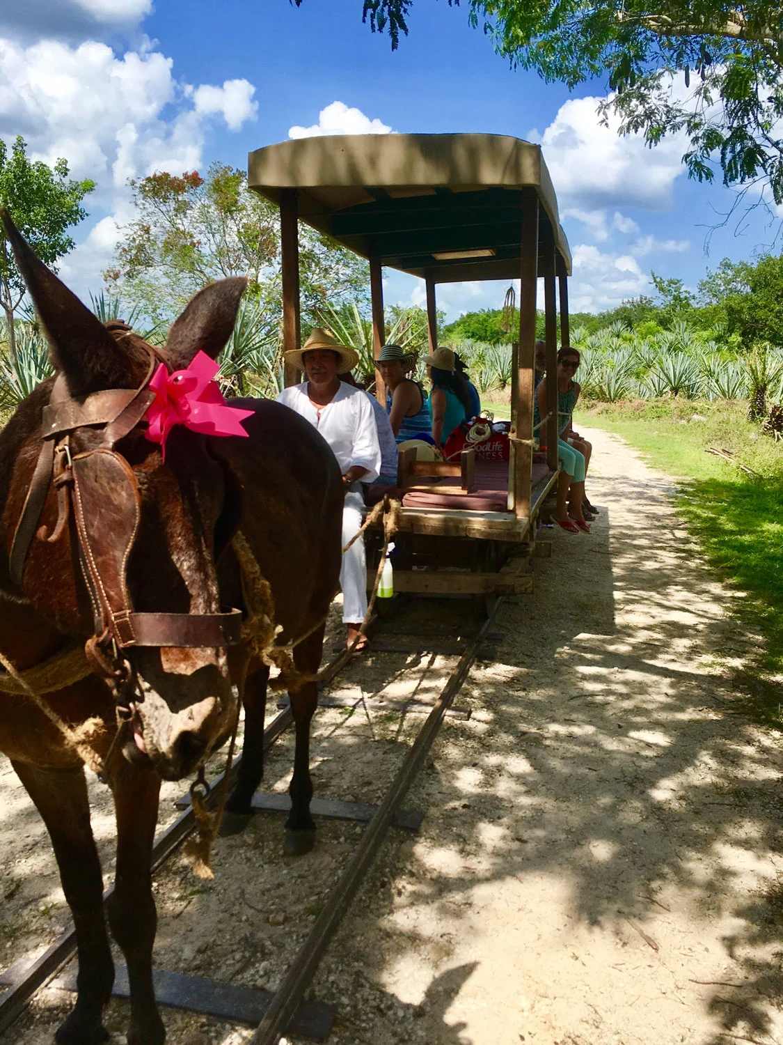 Maya_Luxe_Riviera_Maya_Luxury_Vacation_Rentals_What_to_do_Yucatan_Green_Gold_of_Yucatán_Hacienda_Adventure_44.jpg