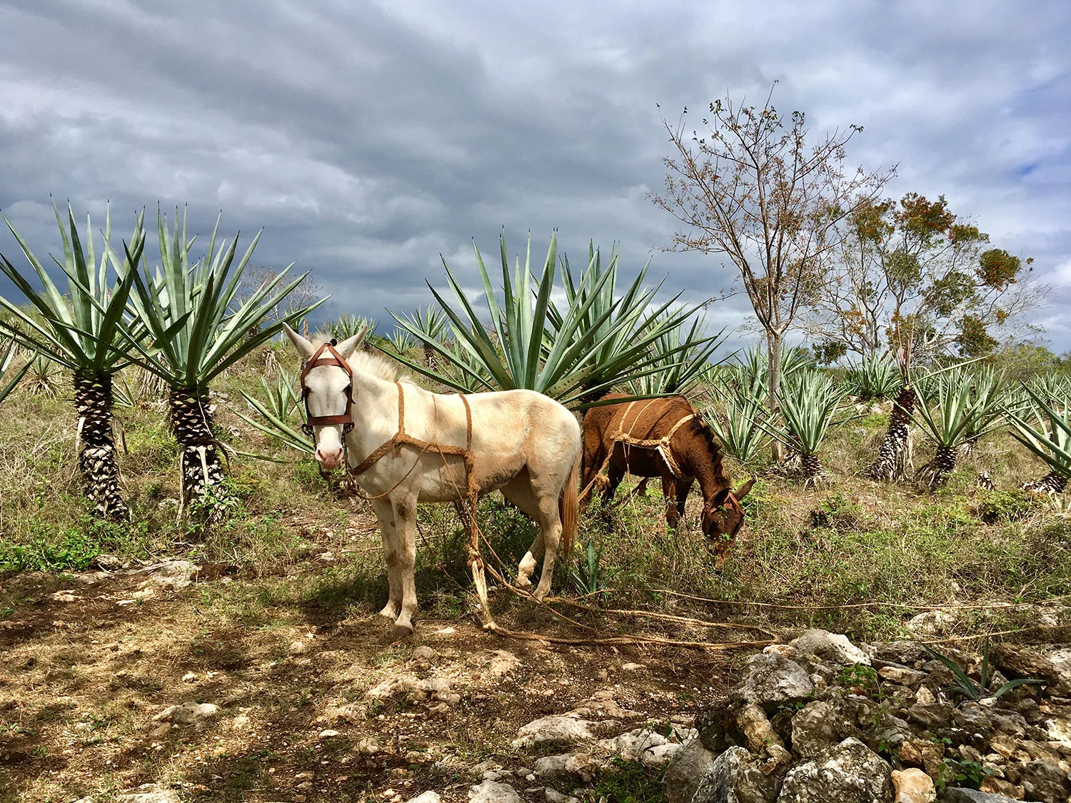 Maya_Luxe_Riviera_Maya_Luxury_Vacation_Rentals_What_to_do_Yucatan_Green_Gold_of_Yucatán_Hacienda_Adventure_72.jpg