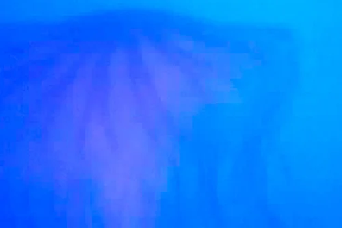 Jellyfish