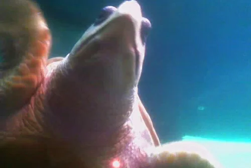 Sea Turtle