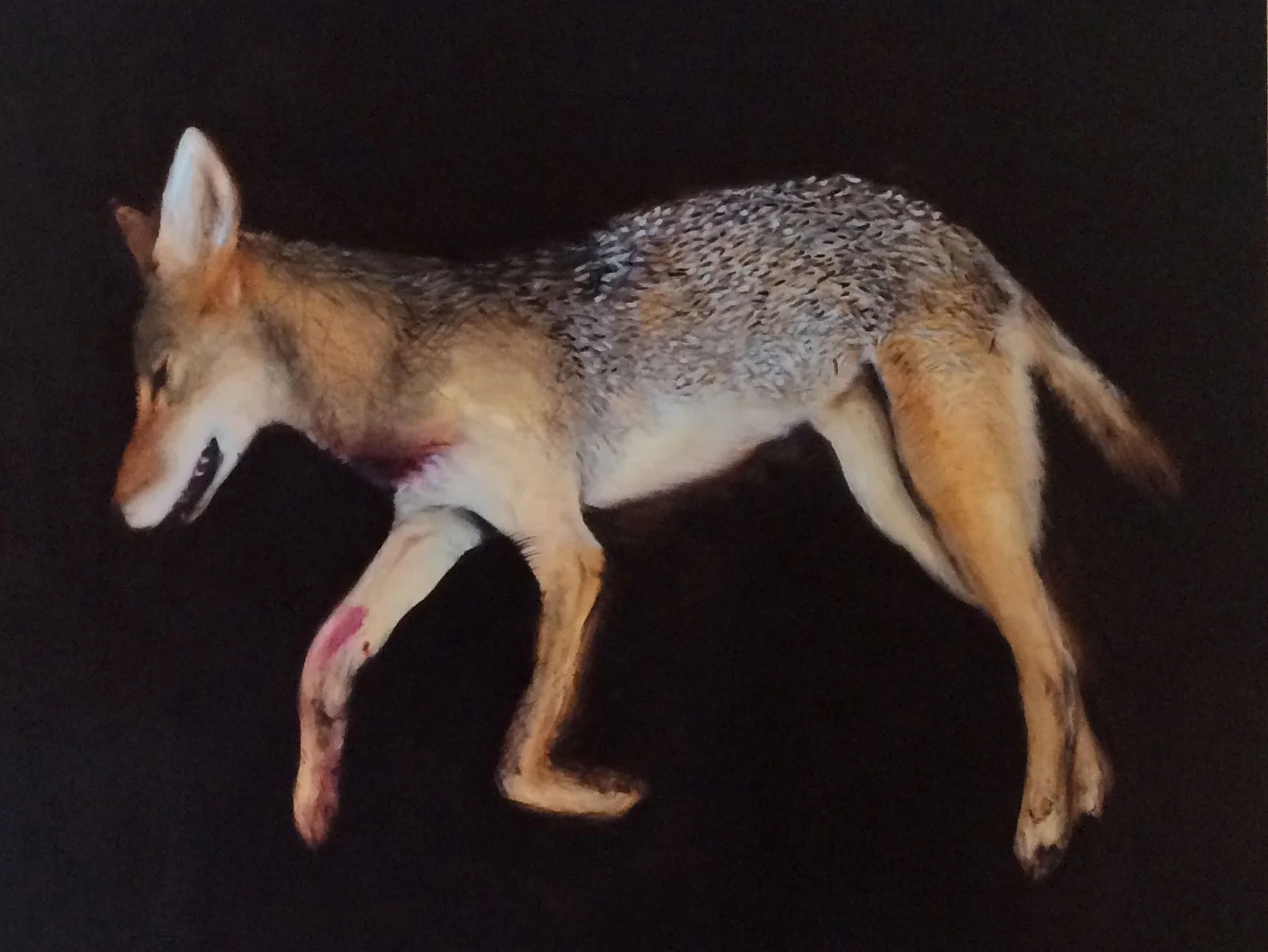 Coyote (I love America)