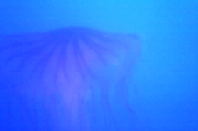 Jellyfish