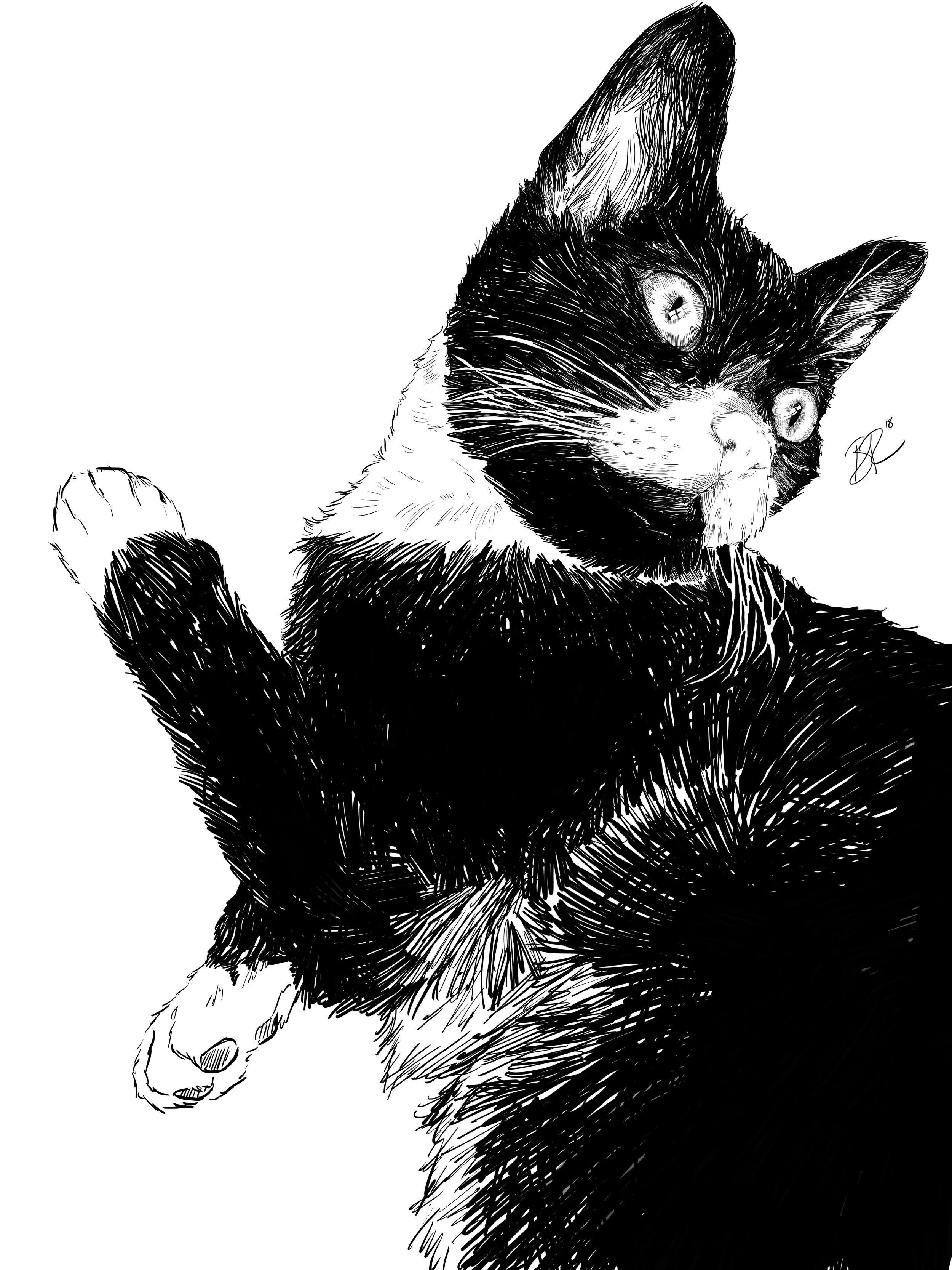 Chimera the Cat