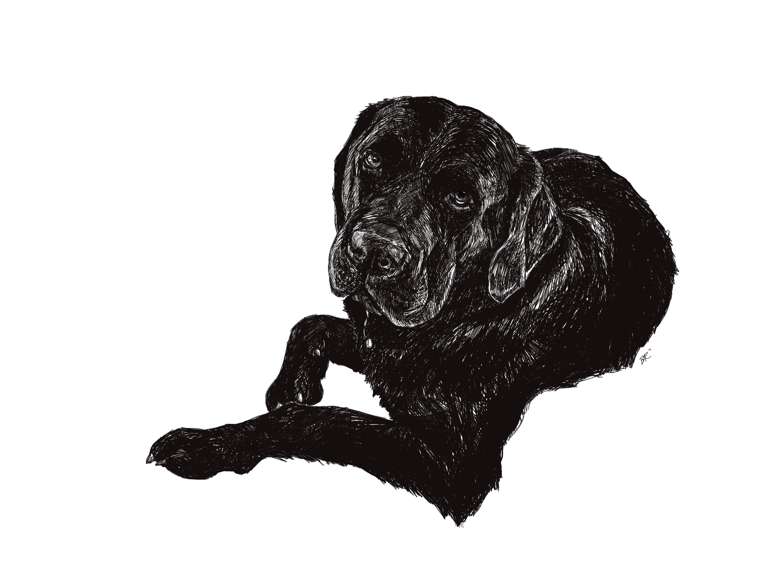 Black lab