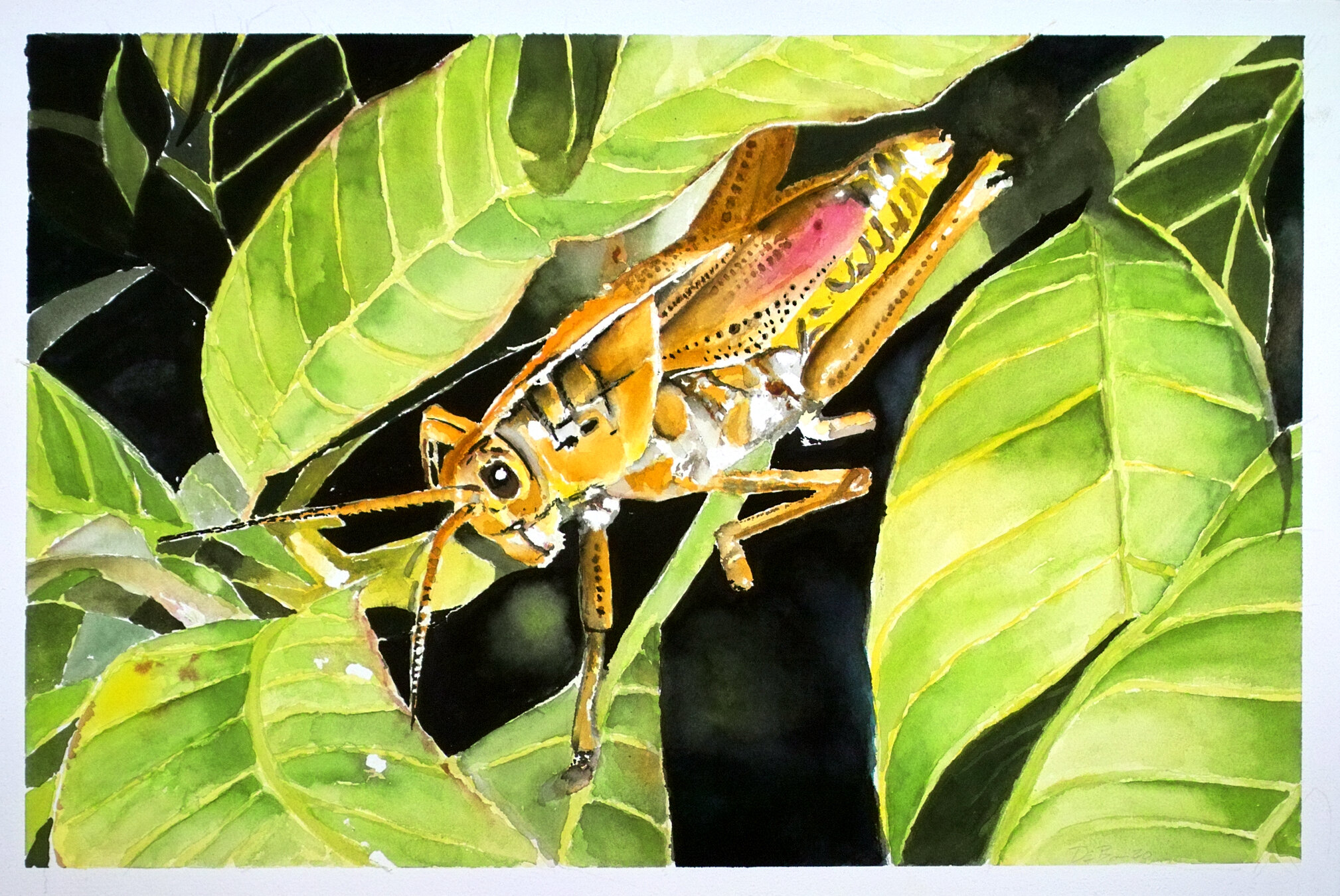 Hopper 22x15" on 140lb Lanaquarelle Paper