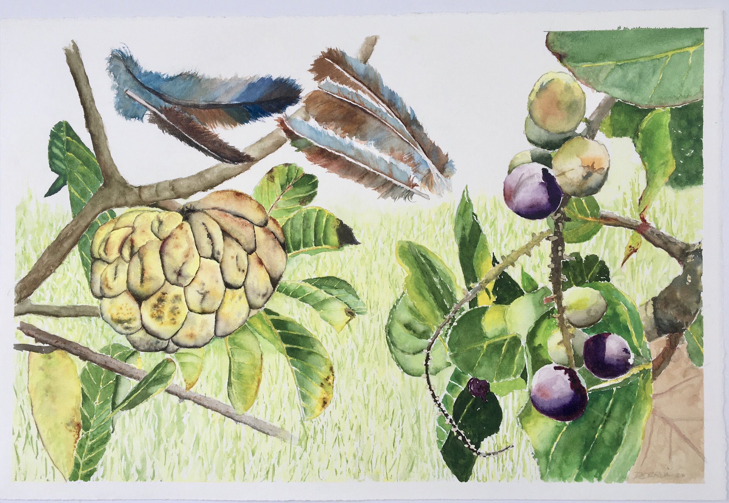 Sweet Apple & Sea Grape, with Mockingbird feathers  22x15" on 140lb Lanaquarelle Paper