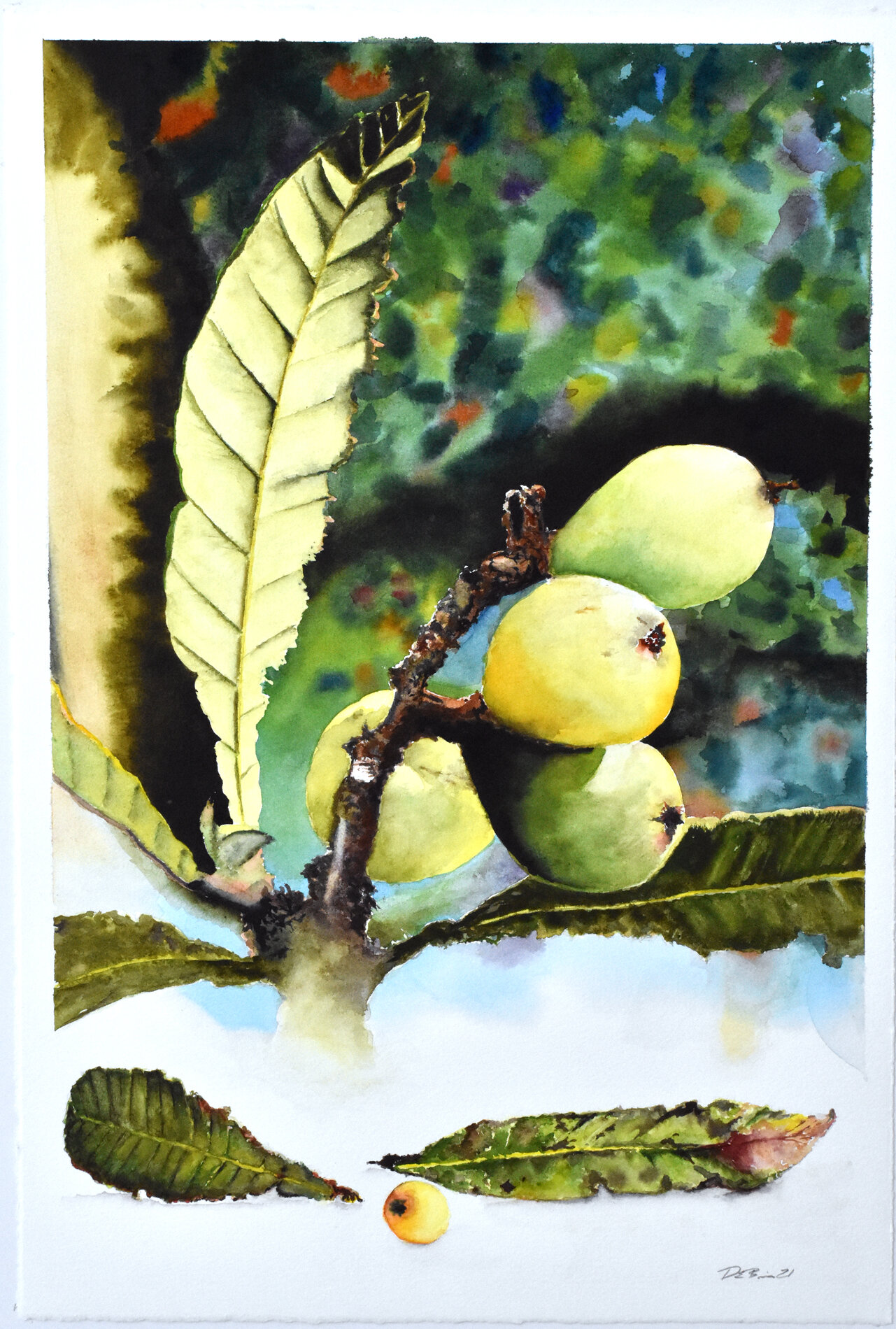 The Loquat 15x22" on 140lb Lanaquarelle Paper