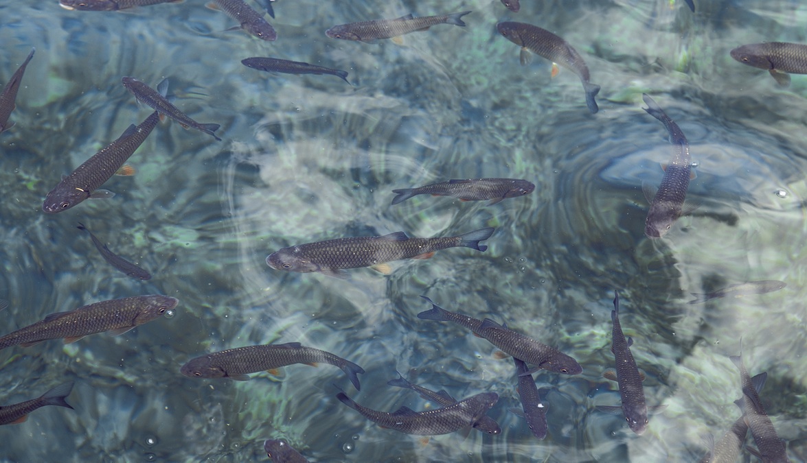 fish.jpeg