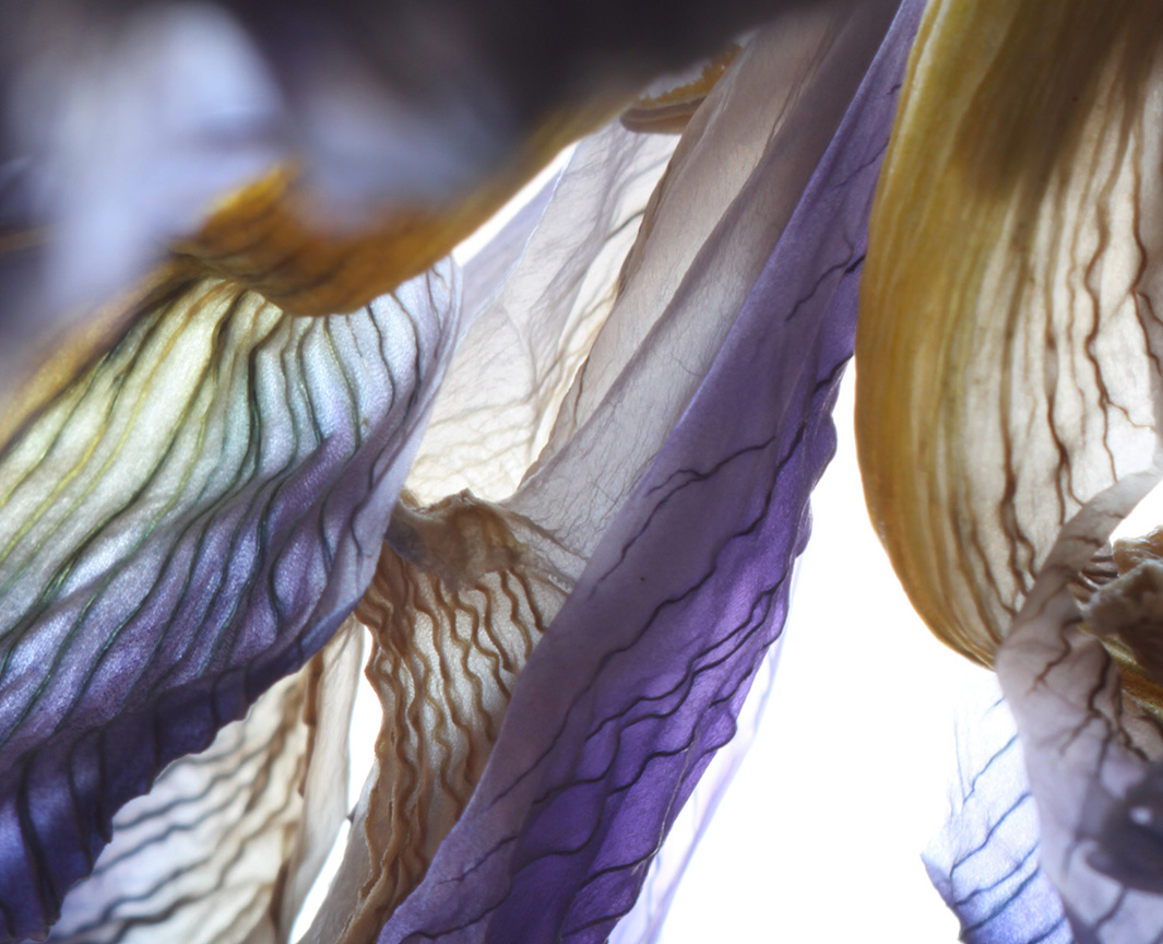 iris curtains-web.jpg