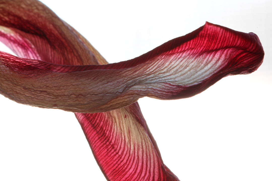 tulip petals-web.jpg