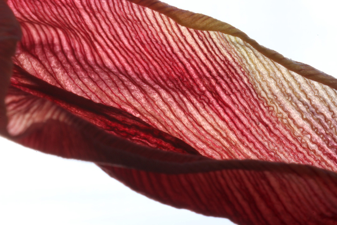 tulip arteries-web.jpg