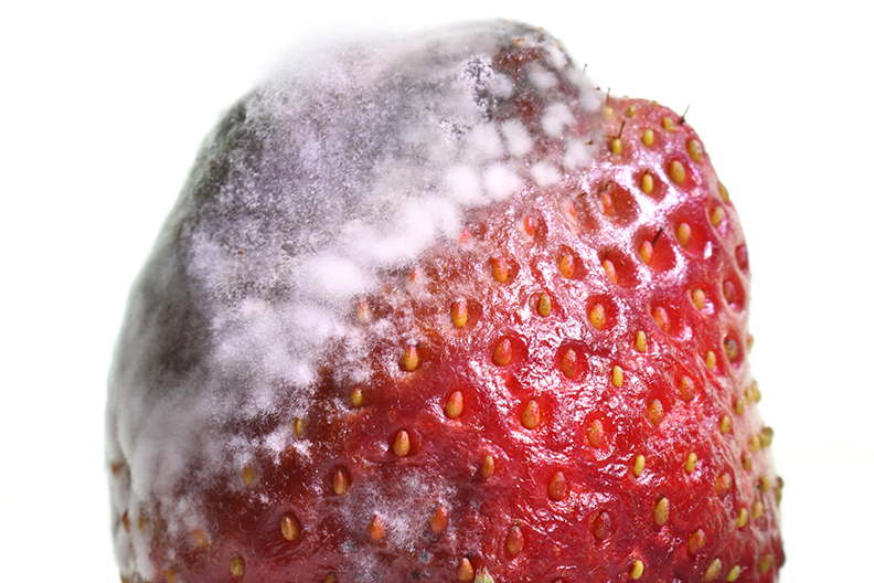 strawberry partial mold.jpg