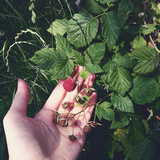 raspberries.jpg