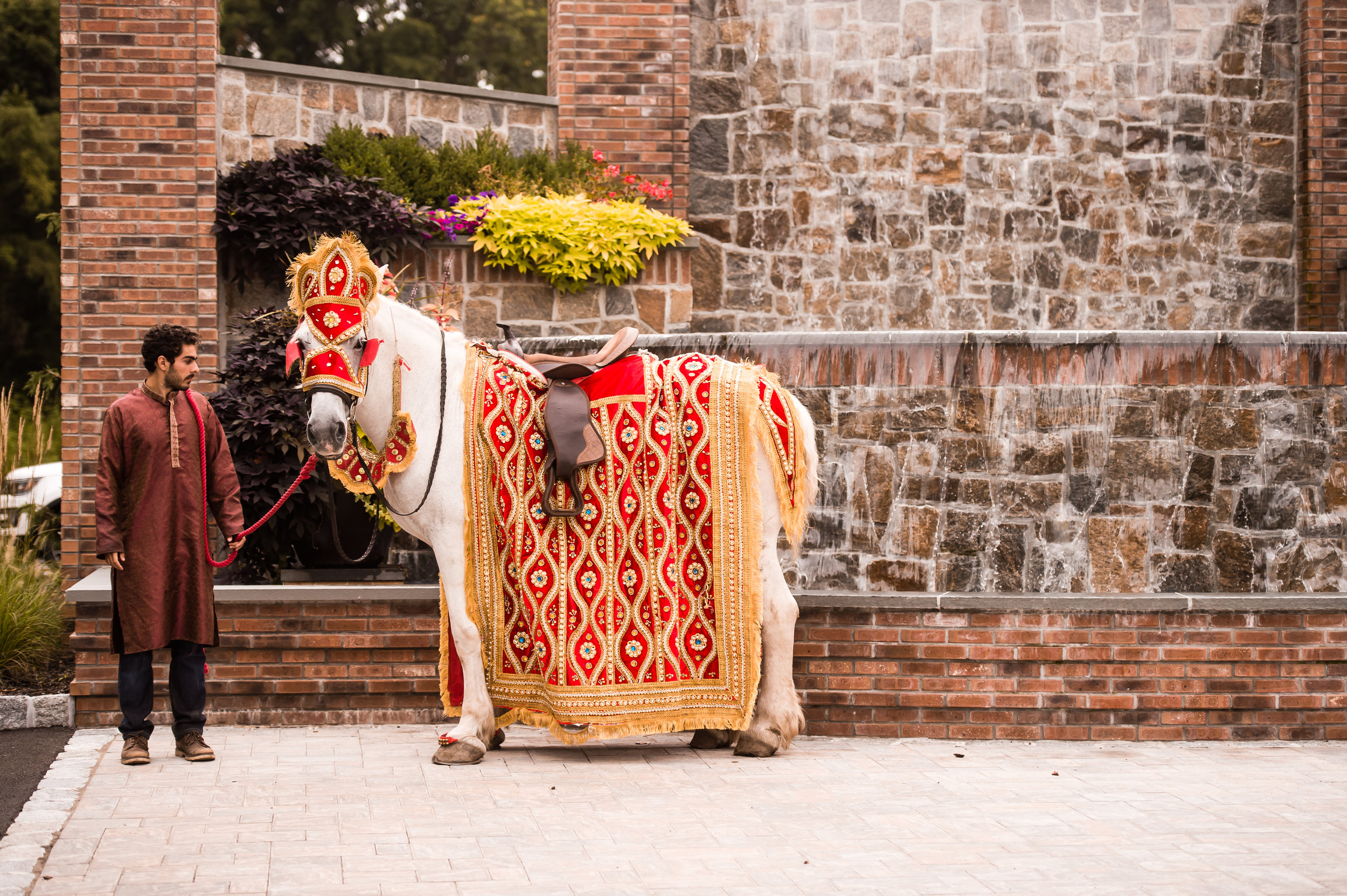 INDIAN WEDDING HORSE.jpg