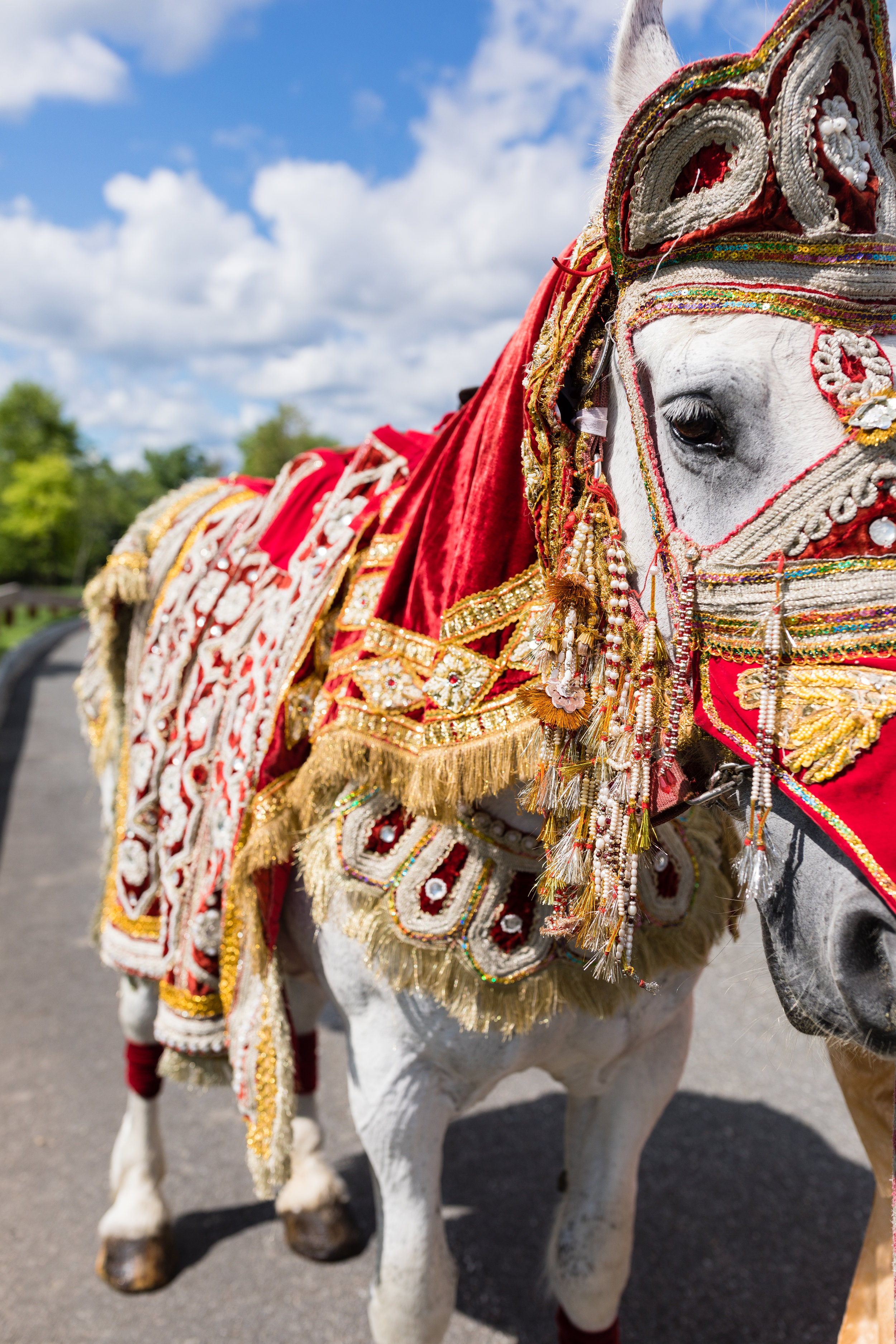 INDIAN WEDDING HORSE.jpg