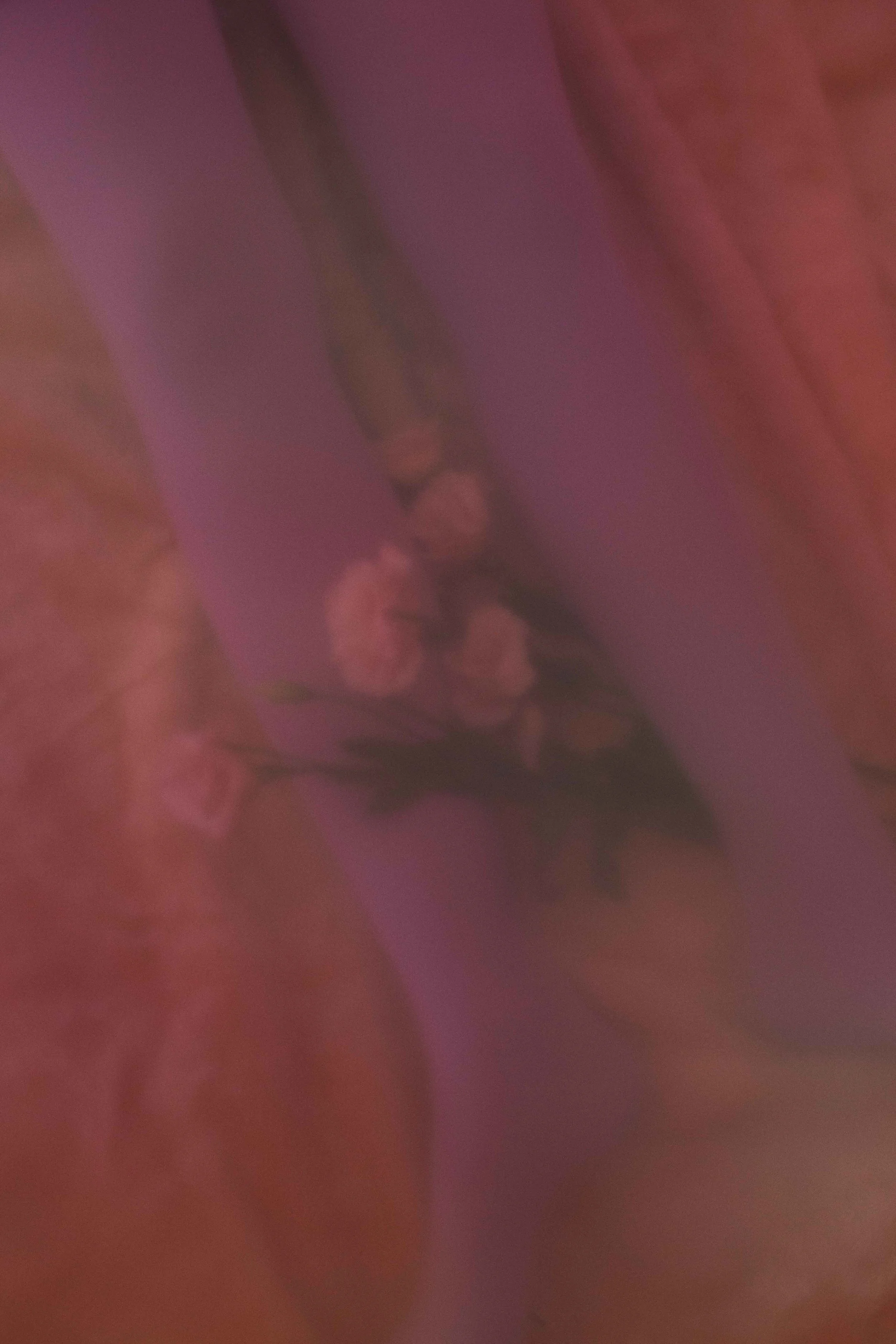 venus 22low.jpg
