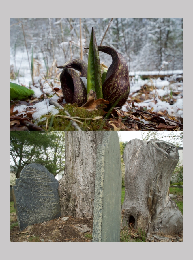 Top: The first day of Spring 2016 at DeCordova Sculpture Park in Lincoln, Mass. Bottom: My basketball buddy Doug opened an evangelical church in Arlington,Mass, the space was filled with a wide variety of local citizens and recent immigrants. Across the street lay the graves of previous immigrants whose remains had apparently fertilized the growth of giant trees which in their own time had come to the end of their years. Endings need beginnings.