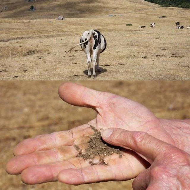 Regenerative soil which stores CO2 and grows healthy food, requires a little rain and a lotta poop!⠀
⠀
From &quot;WE&quot;VE GOT THE WHOLE WORLD IN OUR HANDS: California Agriculture and Climate Change&quot; with writer Mark Schapiro. The book is link