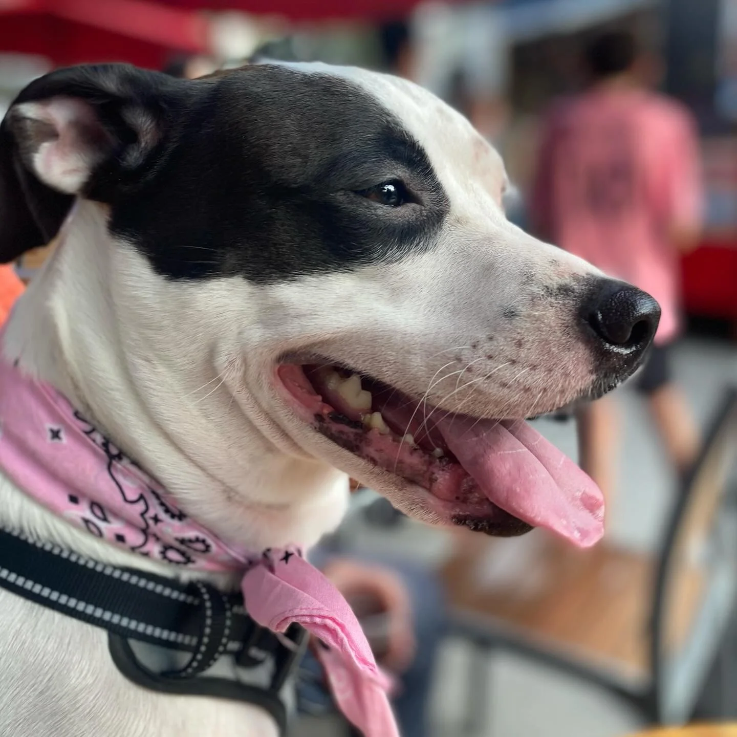 Sugar is so sweet when she&rsquo;s out on the town. Timid with strangers at times but always gentle and kind. We love her so much.
