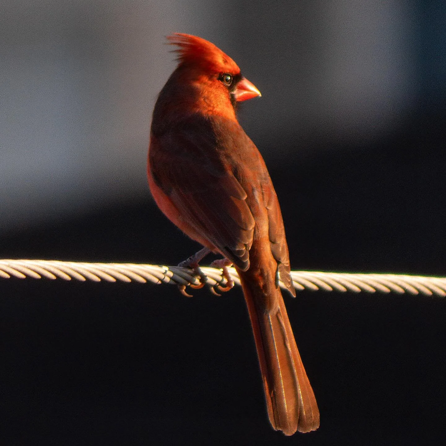 Saw this bird on a wire looking towards the sunrise this morning from my terrace that overlooks Savannah GA. It gave me a sense of hope when I needed it most. Life has a way when you take notice to the signs. #cardinal #birds #savannah