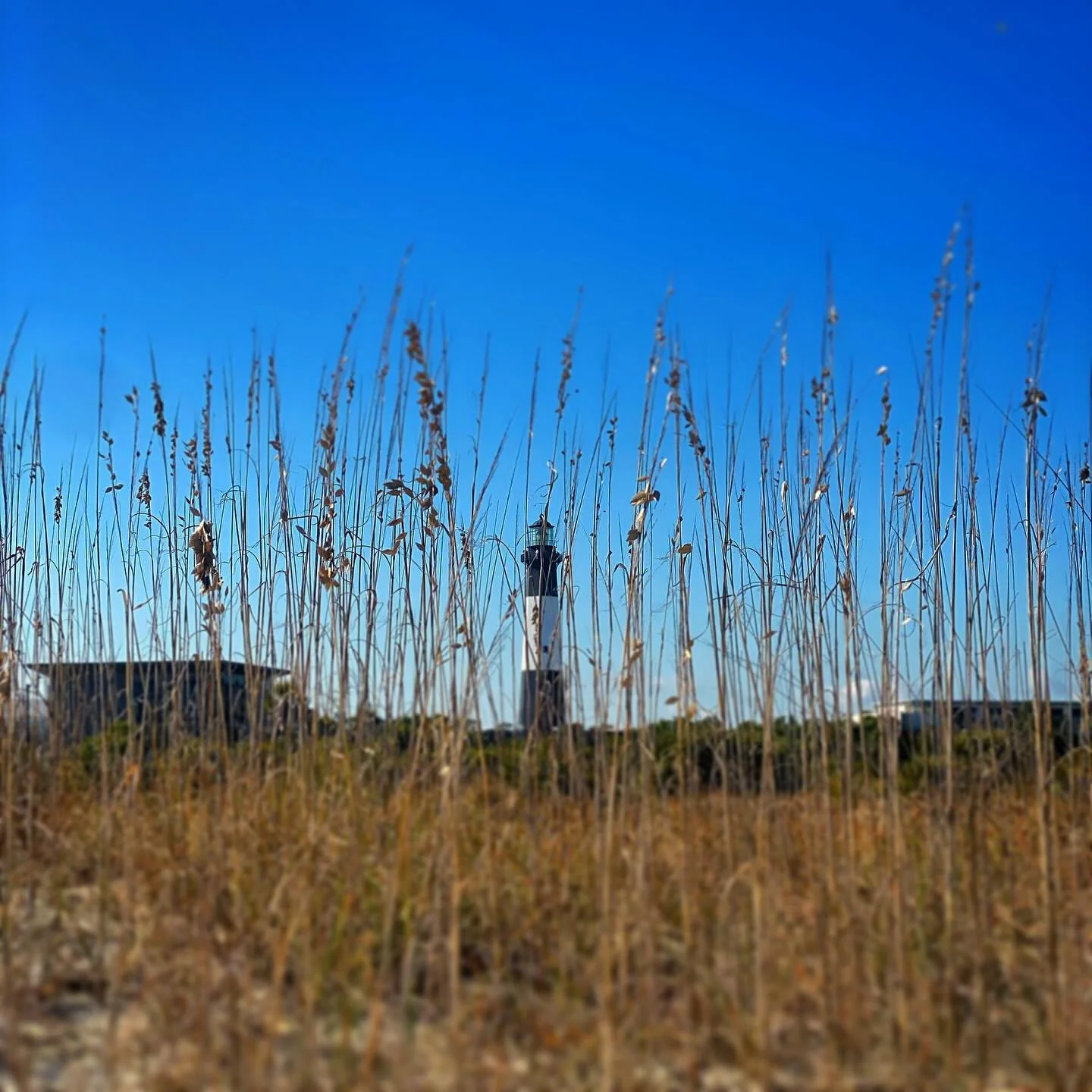 It&rsquo;s the simple things. Grass blowing in the breeze or a blue sky, maybe a lighthouse. Just make sure to take notice and appreciate the view. #tybeeisland #savannahgeorgia
