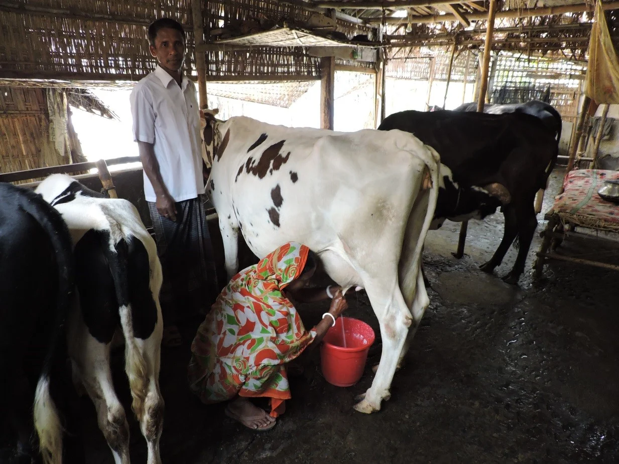 Laheri Sarker and her husband, dairy farmers at work in Gaibandha, Northeast Bangladesh.