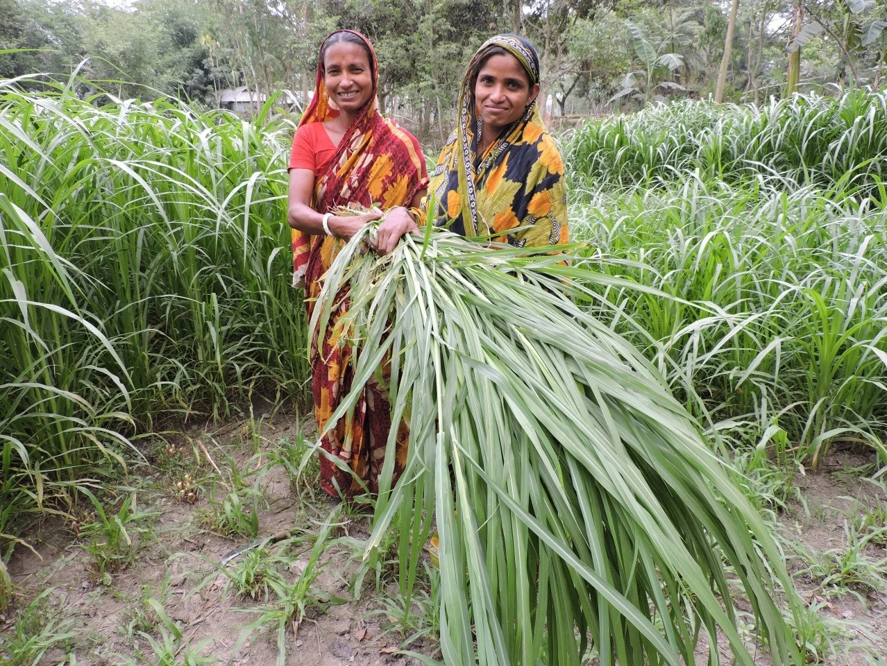 Laheri (left) and another producer group member cutting napier grass for cattle fodder