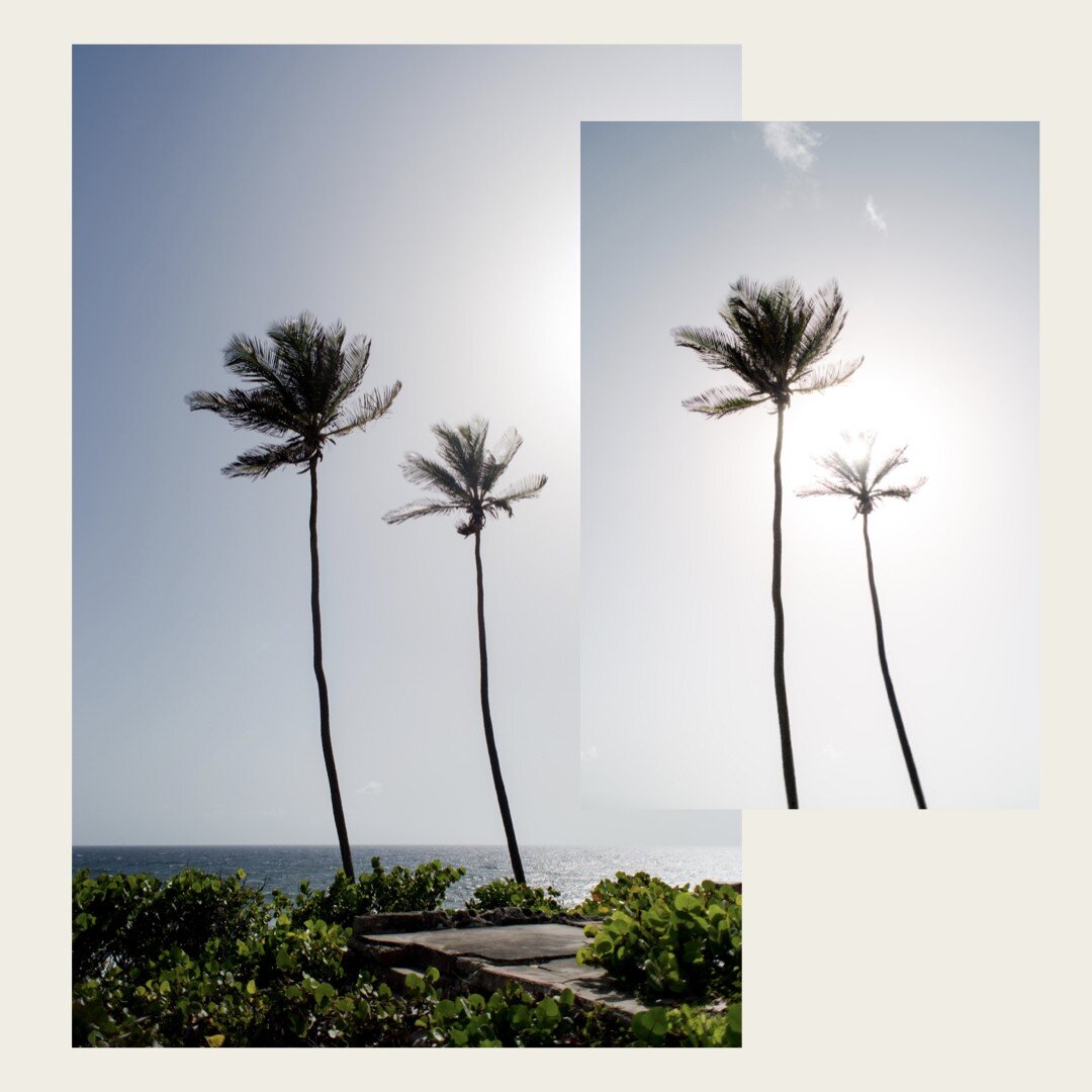 What we really need is to realize how little we really need.
- Ashleigh Brilliant

Watching the coconut trees dance in the breeze on the East Coast is sometimes all I need.

#photographer #barbados #islandinspired #photography #islandphotography #vis