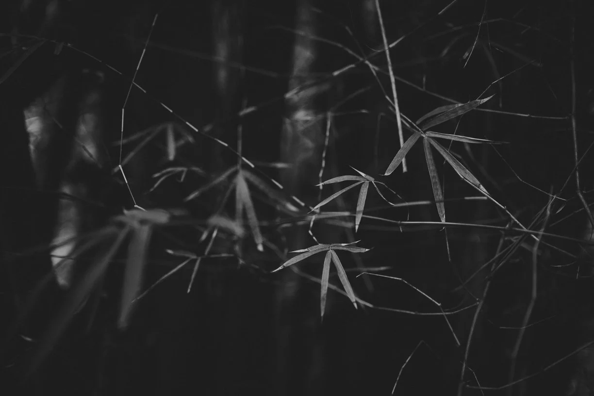 the bamboo grove