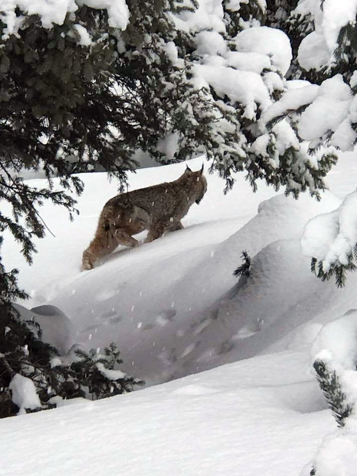 Lynx sighting!