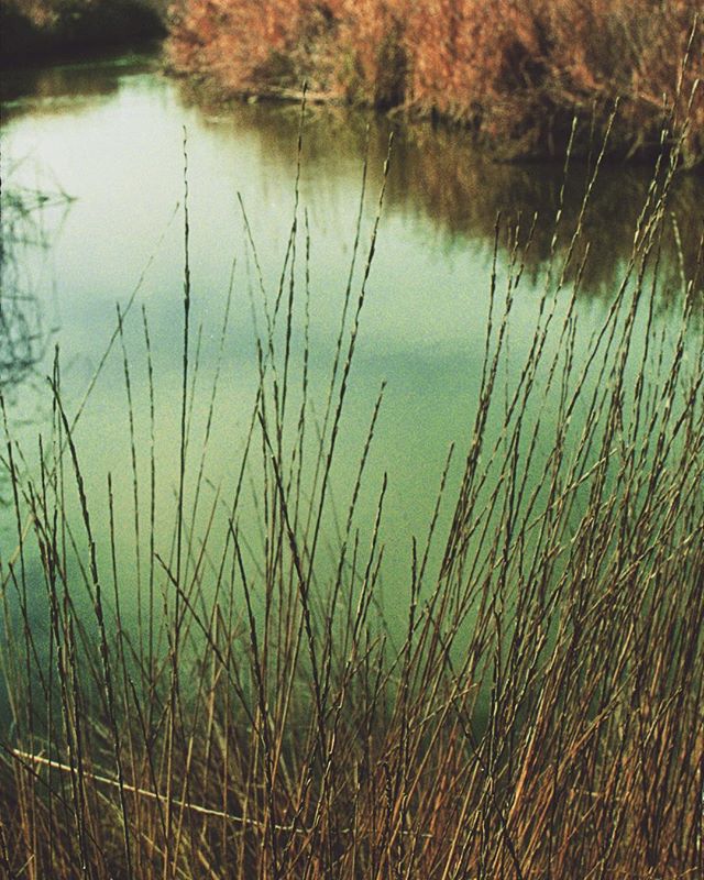 Marshes, estuaries, wetlands...have long been sources of inspiration for my work. This image was taken more than 10 years ago. It shows where Adobe Creek spills into San Francisco Bay, within Baylands Nature Preserve in Palo Alto. Next Tuesday I&rsqu