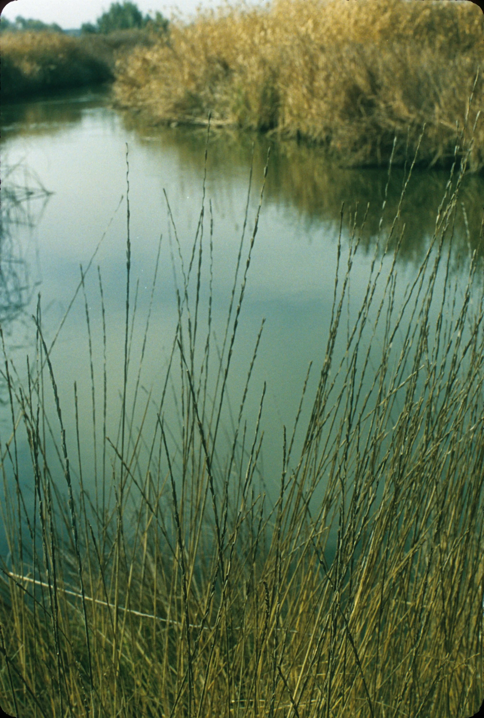 Adobe Creek