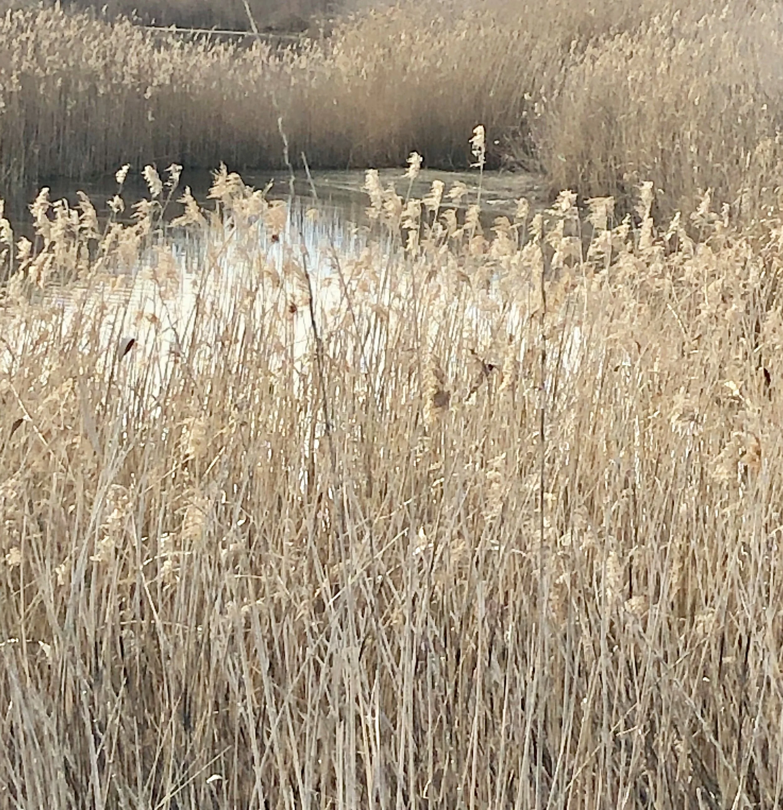 Adobe Creek