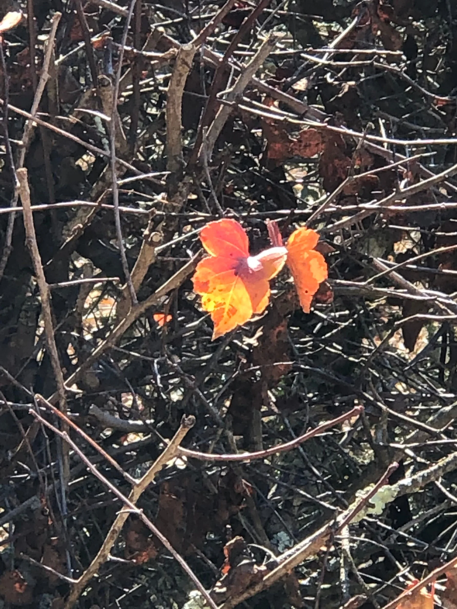 Fall Colors