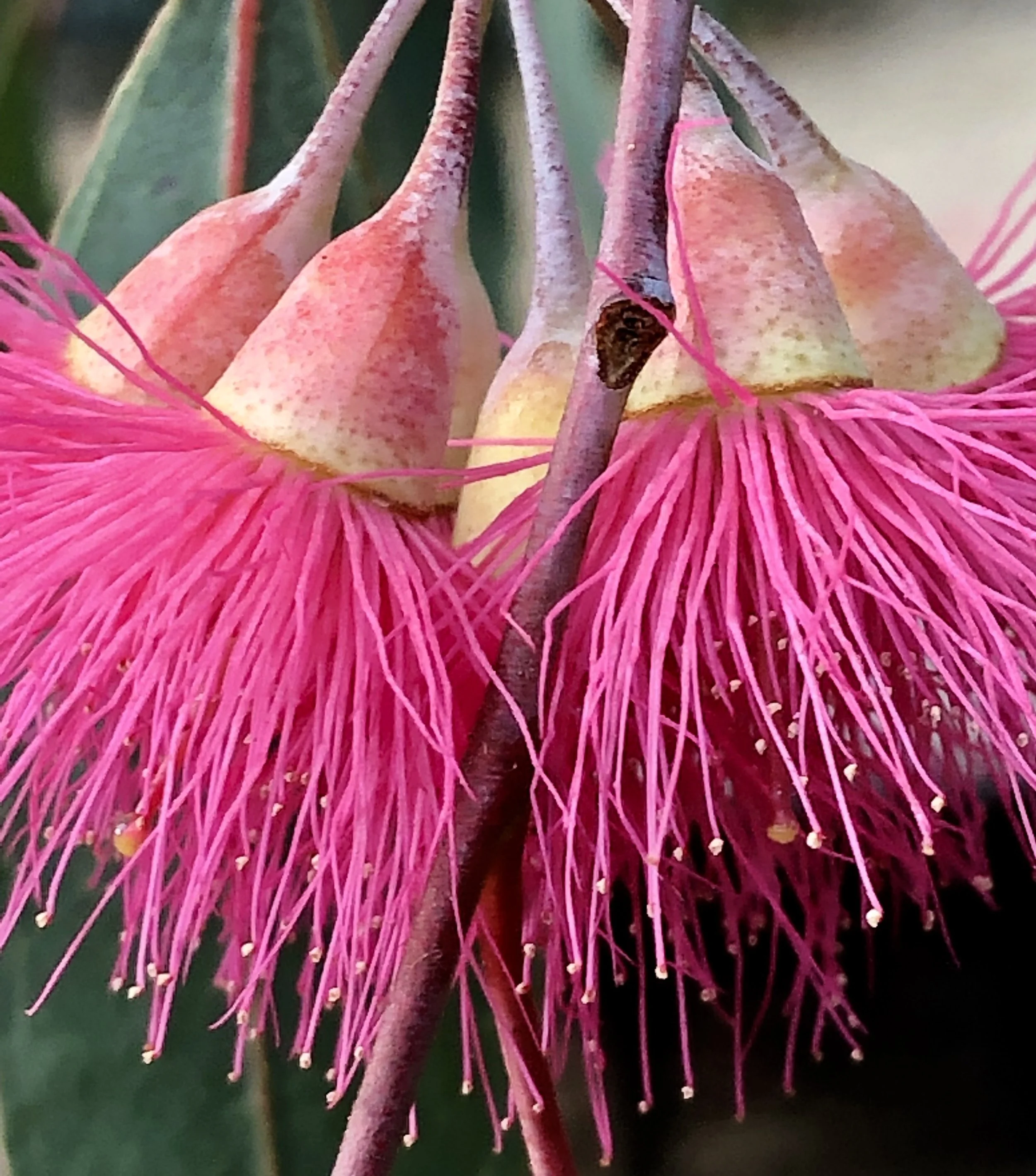 Eucalyptus Blossoms