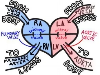 Image curtosy of Your Nursing tutor