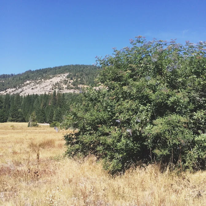 Copy of Copy of Elderberry Bush