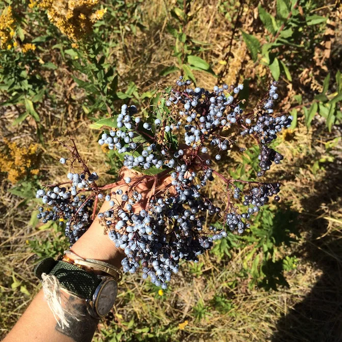Copy of Copy of Ripe Elderberries