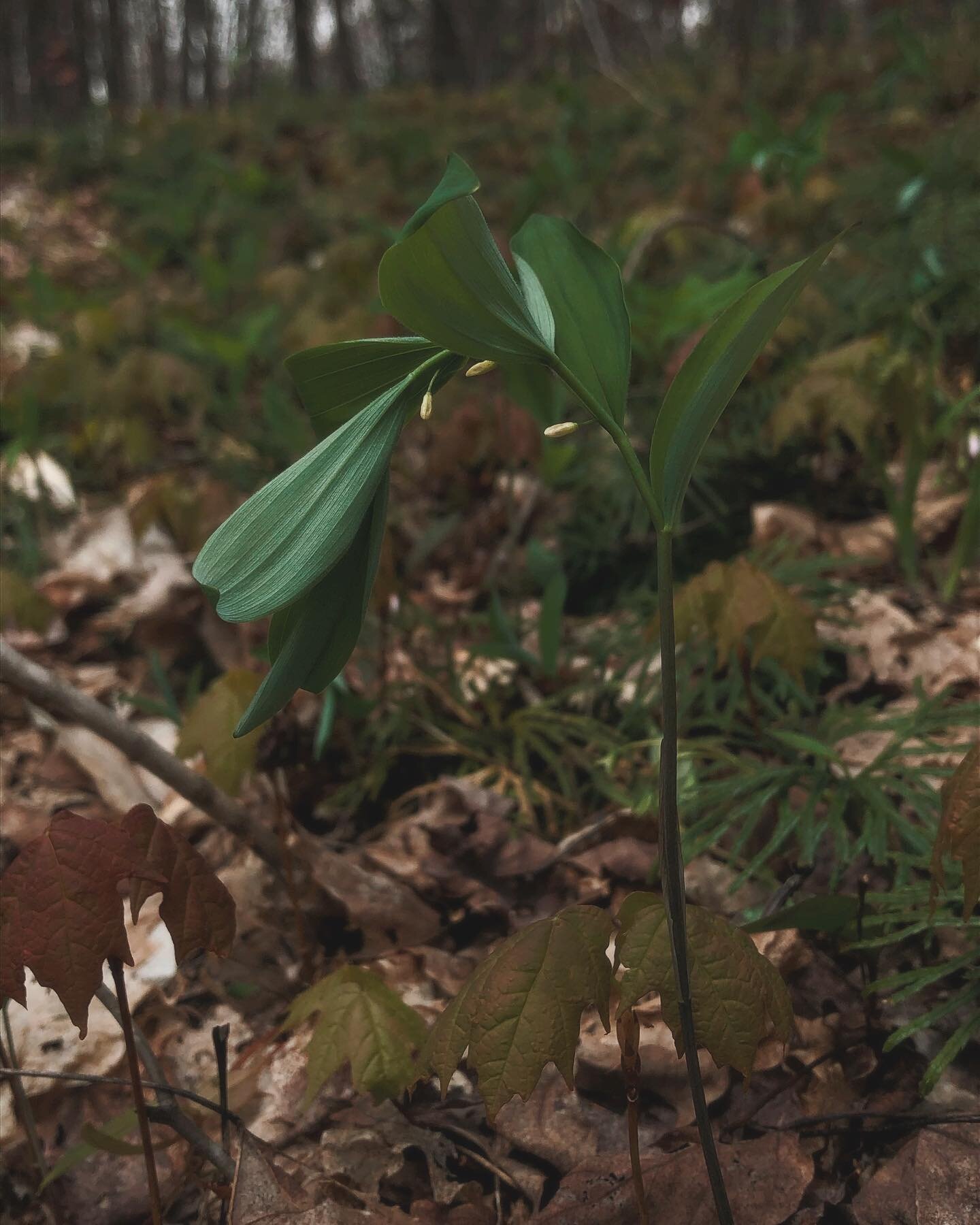 Polygonatum unfurling